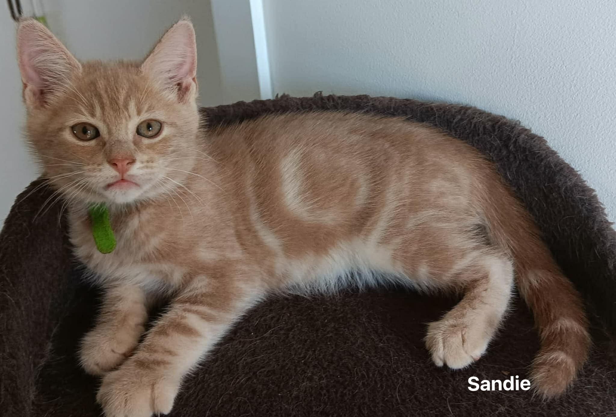 Sandie Sandie